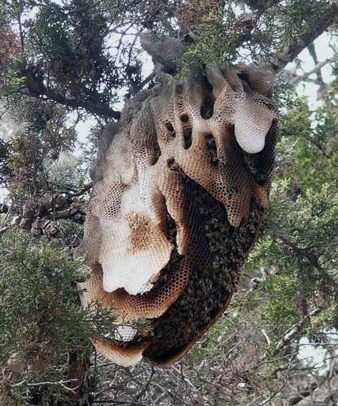 Likeafieldmouse: Wild Honeycomb Bee Nest, Wild Bees, Bee Swarm, Bee Hives, I Love Bees, Bees And Wasps, Open Communication, Wild Honey, Child Rearing