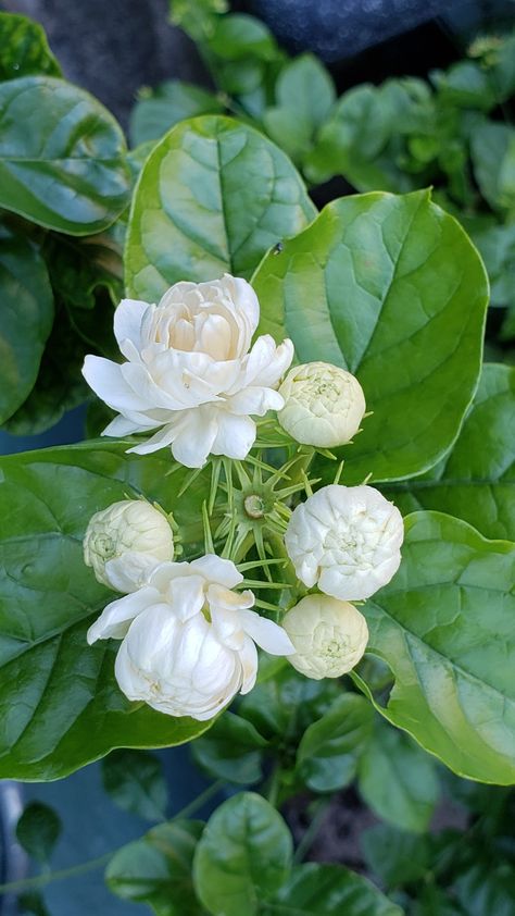 Chameli Flower, Greenery Nursery, Pretty Flowers Photography, Arabian Jasmine, Jasmine Plant, Very Beautiful Flowers, Nature Photography Flowers, Garden Home Decor, Beautiful Flowers Images