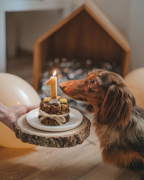 Dog cake Doggie Birthday Cake for Dogs Dog B Day Ideas, Dog Party Photoshoot, Dogs Birthday Decorations, Small Dog Birthday Cake, Dogs Birthday Photoshoot Ideas, Dog Bday Photoshoot, Dog 1st Birthday Photoshoot, 1 Year Dog Birthday, Pet Birthday Photoshoot