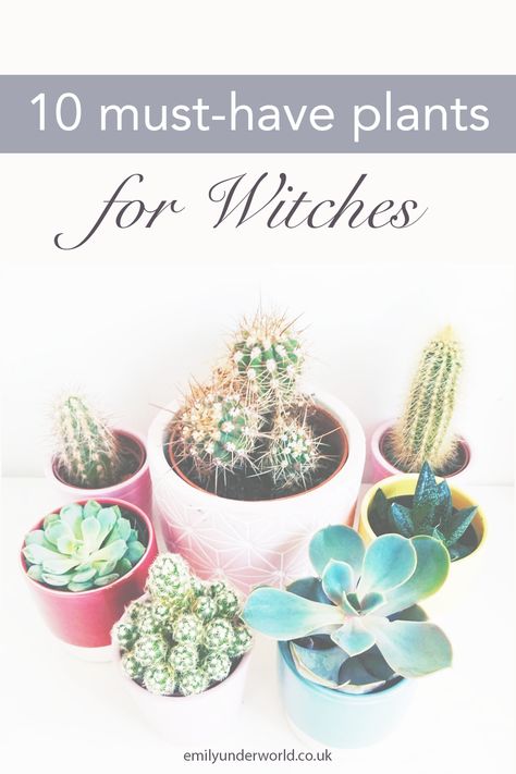 What plants do you need in your witch garden? Here are 10 flowers, plants and herbs for your witchcraft journey. Herbs to grow for healing and beautiful witchy plants! Witch garden for beginner witches.  #witchcraft #magick #herbs #healingherbs #spirituality #witch #witchtips Plants And Spirituality, Herbs For Happiness Witchcraft, Plants For Protection Witchcraft, Plants For Witches, Apps For Witches, Witchcraft Plants, Herbs For Witches, Spiritual Gardening, Herb Witchcraft