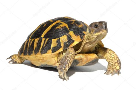 Hermann Tortoise, Tortoise Turtle, Pet Clinic, Wildlife Photos, All About Animals, Animal References, Side View, Download Pictures, Birds In Flight