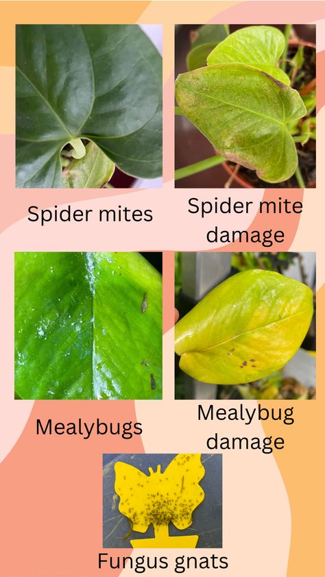 Common houseplant pests and their damage. Click the link to view our blog post on how to treat these plants. Read on for fun info about the pests! Houseplant Pests, Nightshade Plant, Farm Tips, Get Rid Of Spiders, Unwanted Hair Growth, Spider Mites, Plant Pests, Plant Nutrients, Plant Problems