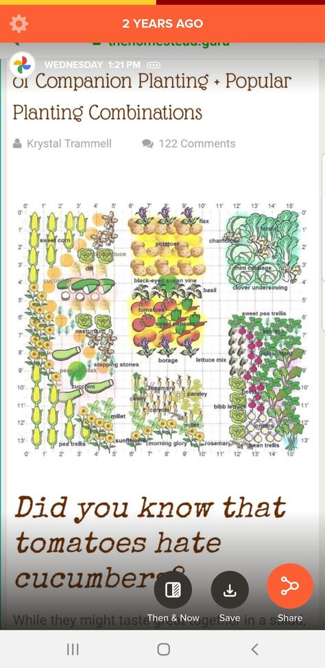 Oregon Gardening, Black Eyed Susan Vine, Planting Chart, Pea Trellis, Companion Planting Chart, Central Oregon, Backyard Garden Design, Black Eyed Susan, Food Garden