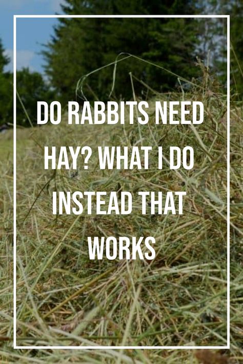 Wild Rabbit Shelter, What To Feed Rabbits, Keeping Rabbits, Rabbit Shed, Growing Wheat Grass, Show Rabbits, How To Make Metal, Rabbit Feeding, Rabbit Stuff