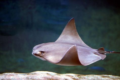 VU / American Cownose Ray, Rhinoptera bonasus / IUCN Red List of Threatened Species <Photo credit: Todd Poling from Orient, usa, CC BY 2.0, via Wikimedia Commons> Cownose Ray, Skate Fish, Conservation Corps, Nature Aquarium, Animal Reference, Sharp Teeth, Oyster Shells, Crustaceans, The Youth