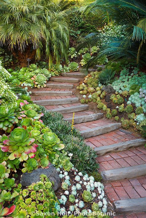 Stairs, steps going up walkway into California garden with succulent groundcover mix Outdoor Herb Garden, Walkway Design, Backyard Fence, Garden Stairs, Path Design, Fence Styles, Sloped Garden, Garden Walkway, Garden Steps