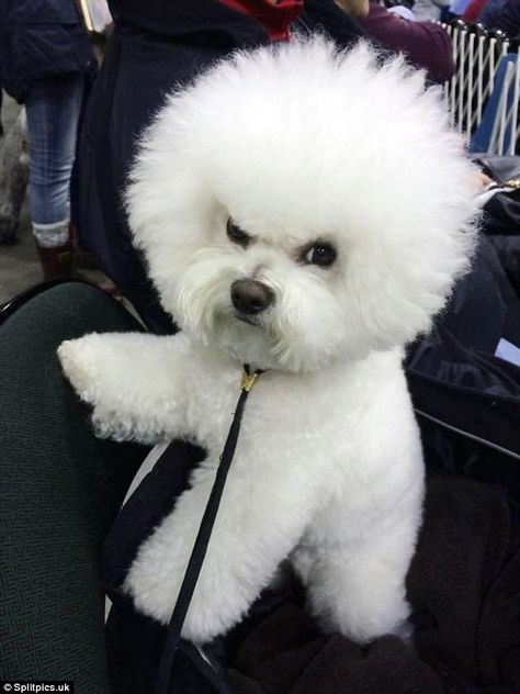 Fluffy but feisty: This little pooch didn't look too impressed after a trip to the grooming salon Ras Anjing, Bichon Dog, Angry Animals, Bichon Frise Puppy, Angry Dog, Psy I Szczenięta, Bichon Frise Dogs, Pretty Dogs, 웃긴 사진