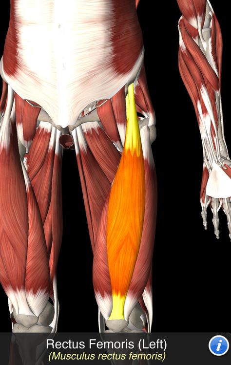 Musculus Rectus Femoris Semitendinosus Muscle, Lower Back Anatomy, Human Muscles, Inside Human Body, Human Anatomy Model, Full Body Massage Techniques, Human Muscle Anatomy, Body Massage Techniques, Neck Muscles