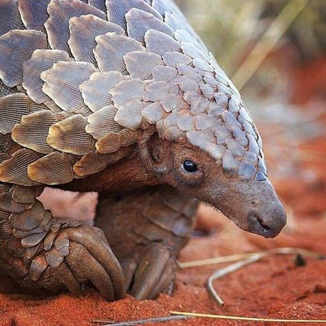 African Pangolin, Primary Bathroom Design, Bathroom Makeover Ideas, Graduation Inspiration, Primary Bathroom, Interesting Animals, Most Beautiful Animals, Incredible Creatures, Nat Geo