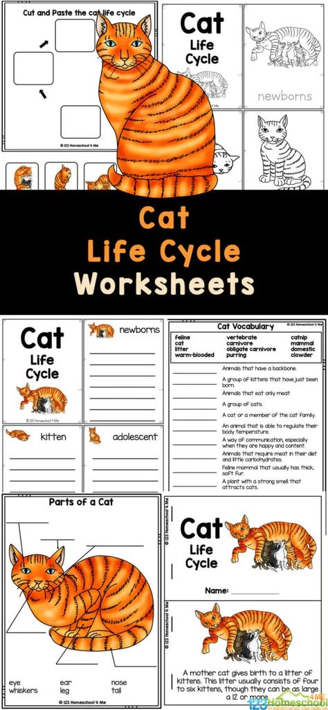 Teach your children about the cat life cycle with these simple, no-pre, free cat worksheets. Whether you are learning about life cycles for kids, interested in cat information, or just explring the life cycle of a cat for kids- you will love these free printables to play and learn with first grade, 2nd grade, 3rd grade, 4th garde, and 5th grade students. Cat Life Cycle, Fish Life Cycle, Plant Life Cycle Worksheet, Insect Life Cycle, Cycle For Kids, 123 Homeschool 4 Me, Bee Life Cycle, Apple Life Cycle, Animal Life Cycles