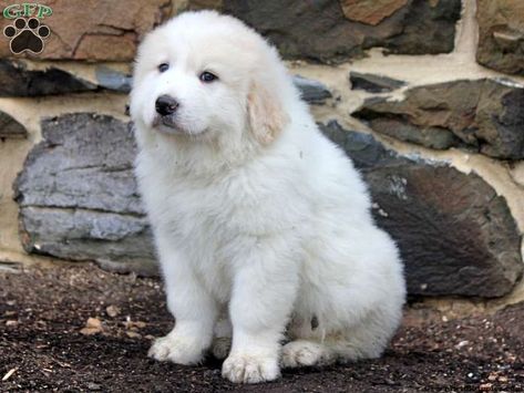 GREAT PRYNESS DOG PHOTO | Great Pyrenees Puppies For Sale In PA! Puppies Images, Pyrenees Puppies, Great Pyrenees Puppy, Ghost Bear, Livestock Guardian Dog, Bored Dog, Great Pyrenees Dog, Shark Bait, White Puppy