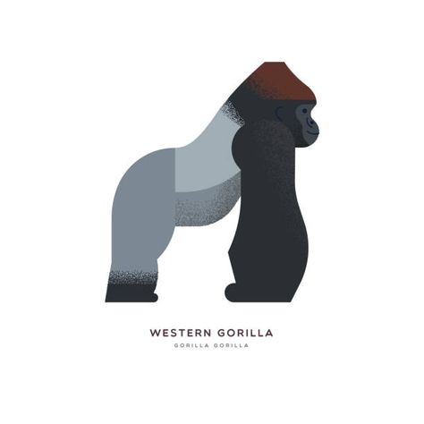 8,894 Gorilla Illustrations & Clip Art - iStock Africa Jungle, Gorilla Illustration, Gorillas Art, Childrens Drawings, Book Illustrations, Free Vector Graphics, Children Illustration, Boy's Room, Vector Graphics