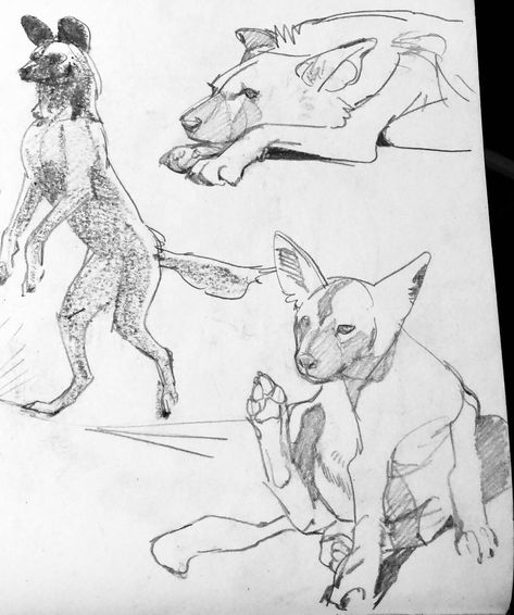 Huahua Zhu on Instagram: “A lot of African wild dogs #sketch #sketchbook #instaart #pencil #ink” African Wild Dog Sketch, African Wild Dog Art, African Wild Dog Drawing, Dogs Sketch, African Hunting Dog, Animal Sketch, Dog Anatomy, Native American Warrior, Wild Dog