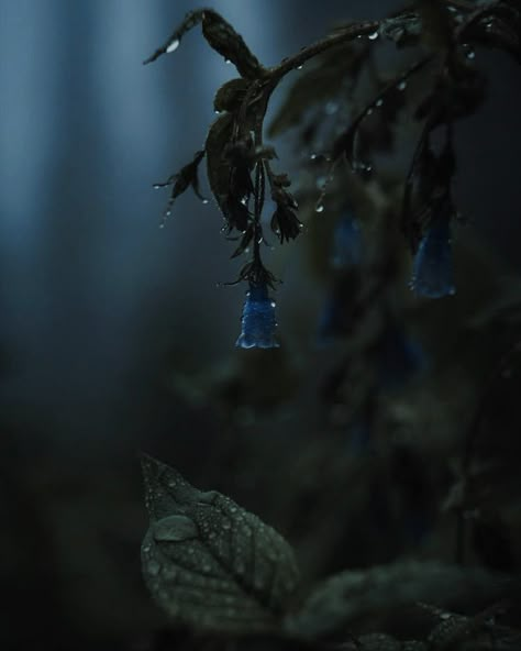 Pnw Forest, Nature Witch, Magic Aesthetic, Witch Aesthetic, Dark Forest, Nature Aesthetic, Enchanted Forest, Green Aesthetic, Aesthetic Videos