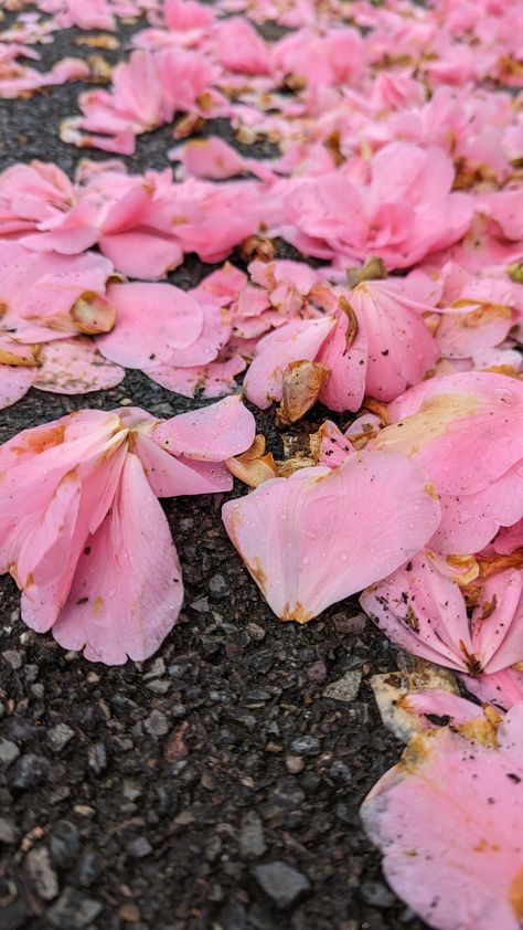 Trampled Flowers, Ophelia Artwork, Flower Petals, Nature Beauty, Nature Photography, Felt, Flowers, Photography, Beauty