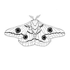 Emperor Moth Drawing, Witch Moth Tattoo, Emperor Moth Tattoo, Moth Outline Tattoo, Moth Etching, Moth Outline, Black Witch Moth, Witch Moth, Emperor Moth