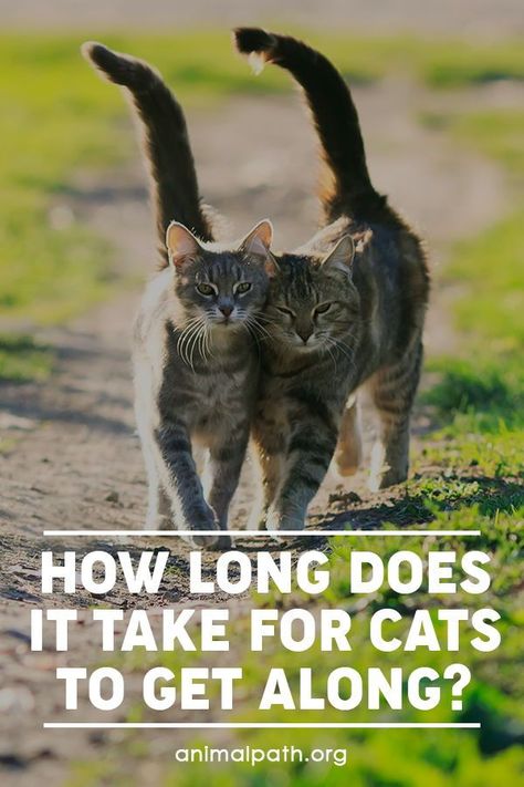 How To Get Cats To Get Along, Cat Breeds Siamese, Spoiled Cats, Two Kittens, Cat Fence, Cat Meeting, Cat Activity, Cat Info, Cat Hacks