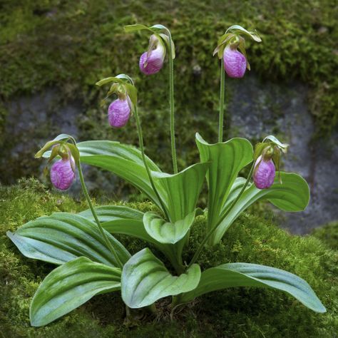 Pink Ladies Slippers | It was peak season for Pink Ladies Sl… | Flickr Lady Slipper Flower, Pink Lady Slipper, Lady Slipper Orchid, Lady Slipper, Ladies Slippers, Unusual Plants, Orchid Care, Orchid Plants, Woodland Garden