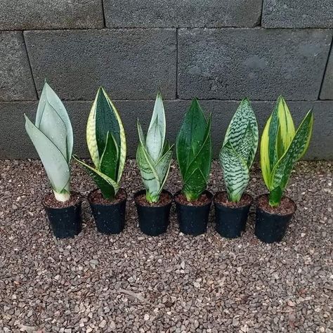 Vertical Garden Plants, Sansevieria Plant, نباتات منزلية, Eco Garden, Plant Seedlings, Inside Plants, Flower Pots Outdoor, House Plants Decor, Plants Decor