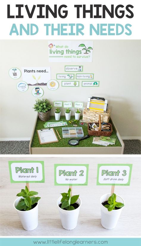 Living Things  Animals Plants and Their Needs - Plants On Wall - Ideas of Plants On Walls #plantsonwall #wallplants -  I like the idea of a project set up similar to this one. It could also be a mini museum of some sort. Students could create their own presentation over needs and wants compared to that of animals and plants. Plants Kindergarten, Inquiry Project, Living And Nonliving, Plants Unit, Plant Activities, Primary Science, Preschool Fine Motor, Kid Experiments, Plant Science