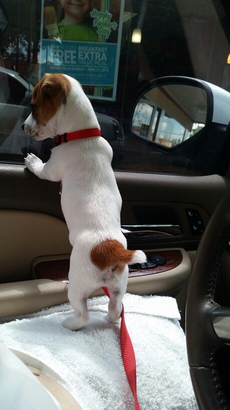 Chloe at the drive thru window! Drive Thru Window, Chien Jack Russel, Comedians Jokes, Jack Russell Terrier Puppies, Jack Russell Puppies, Animals Tattoo, Puppies Cute, Jack Russell Dogs, Dog Baby