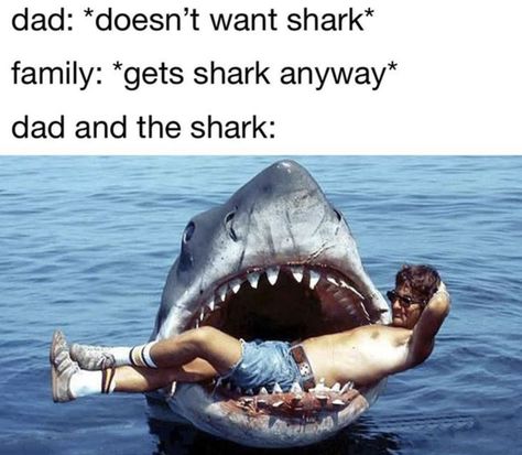 Shark Meme, Shark Pictures, Reddit Memes, Shark Gifts, Sharks Funny, Cute Shark, Hilarious Memes, Crazy Funny Memes, Shark Week