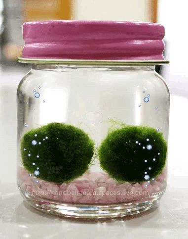 Marimo Moss, Marimo Moss Ball, Soft Kidcore, Ball Aesthetic, Moss Ball, Moss Balls, Just A Game, Pink And Green, Make It Yourself