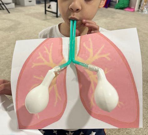 Preschool Lungs Activity, Respiratory System Kindergarten, Lung Project For Kids, Lung Crafts For Kids, Lungs Activities For Kids, Lungs Project For Kids, Lungs Activity, Lung Project, Lungs Project