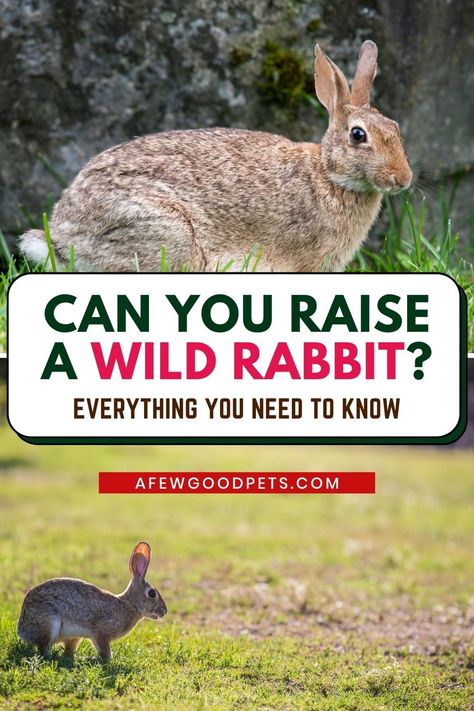 You can raise a wild rabbit in much the same way that you would raise a domestic rabbit. While raising domestic bunnies is somewhat different than raising a wild rabbit, many of the principles remain the same. Rabbits are used to being close to the ground and will be afraid even if they are up at your waist level. Here is some good advice to follow if you’re planning on raising wild rabbits. #raisingrabbits #petlover #petrabbit #bunny #wildrabbits #rabbit #afewgoodpets Wild Rabbit Shelter, Wild Bunnies, Wild Baby Rabbits, Rabbit Burrow, Rabbit Shed, Rabbit Recipes, Wild Rabbits, Wild Bunny, Baby Rabbits