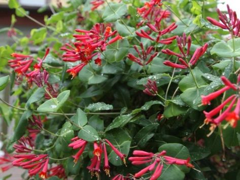 Trumpet Honeysuckle, Honeysuckle Vine, Trumpet Vine, Garden Vines, Grasses Landscaping, Ivy Plants, Hummingbird Garden, Garden Shrubs, Garden Kits