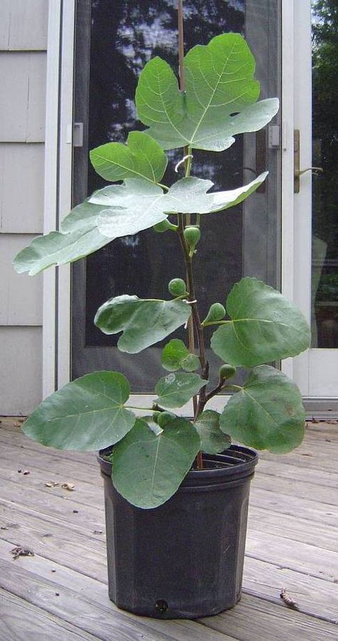 Fig Trees In Pots, Transplanting Fig Tree, Potted Fig Tree, Brown Turkey Fig Tree, Indoor Fig Trees, Brown Turkey Fig, Fig Fruit Tree, Growing Fig Trees, Fig Tree Plant