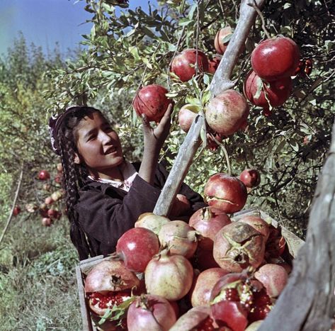 Pomegranate: The Gem of Winter — Rowan + Sage Cultural Celebration, Oui Oui, Jolie Photo, Central Asia, Pics Art, Ayurveda, Cinematography, Pomegranate, A Girl