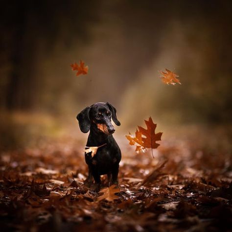 Fall Dachshund, Fall Dog Photos, Cute Fall Pictures, Animals Wallpapers, Dog Photoshoot, Fall Photography, Fall Family Pictures, Fall Dog, Picture Inspiration