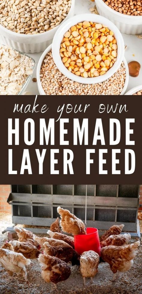 Home Made Chicken Feed Recipe, Diy Chicken Food Recipes, Home Made Chicken Food, Chicken Feed Mixture, Chicken Diy Feeder, Chicken Feed Recipe Homemade, What To Add To Chicken Feed, Diy Chicken Layer Feed, Chicken Feed Mix Recipe