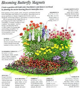 butterfly garden Zone 8 Flowers, Gardening Shed, Autumn Flowering Plants, Gardening Layout, Gardening Illustration, Gardening Party, Tropical Gardening, Gardening Balcony, Butterfly Magnets