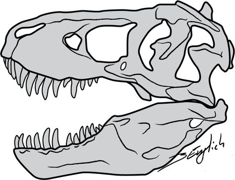 T-Rex Skull by Belverine on deviantART Trex Skull Drawing, T Rex Skull Drawing, Dinosaur Head Drawing, Trex Skull, Rex Drawing, Skull Outline, Bone Drawing, T Rex Skull, Cartoon Template