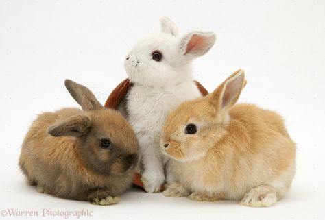 Rabbit Standing, Three Bunnies, Mini Lop Rabbit, Baby Rabbits, Lop Rabbit, All About Rabbits, Fluffy Rabbit, Flower Background Images, Spring Animals