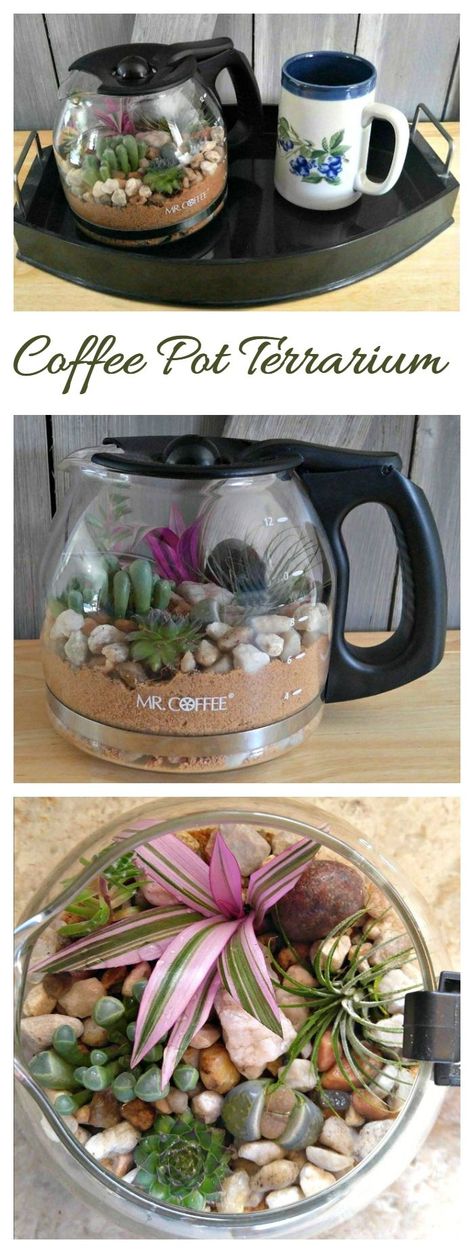 Pretty Plant, Diy Succulent Terrarium, Inside Plants, Terrarium Diy, Terrarium Plants, Terraria, Succulent Terrarium, Pretty Plants, Succulents Diy