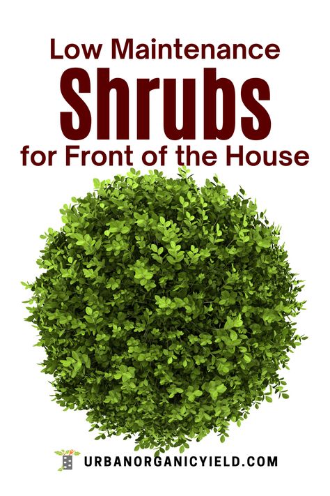 Bushes To Plant In Front Of House, Shrubs In Front Of House Shade, Low Bushes For Front Of House, Easy Bushes For Front Of House, Front Of House Shrubs Landscape Design, Easy Bushes For Landscaping, Garden Bushes Ideas, Outdoor Bushes Low Maintenance, Green Bushes In Front Of House