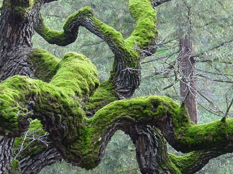 Mossy Tree, Lichen Moss, Twisted Tree, Moss Covered, Belle Nature, Moss Garden, Old Trees, Unique Trees, Tree Forest