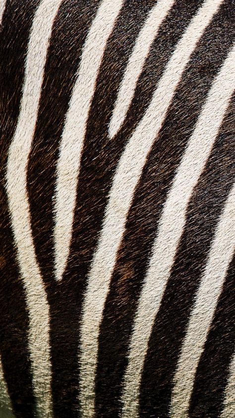 Zebra Print Wallpaper, Texture Download, Bedroom Wall Collage, Iconic Wallpaper, Graffiti Wallpaper, Unique Nature, Hd Desktop, Nature Backgrounds, High Quality Wallpapers