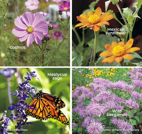 Butterfly Garden Layout, Monarch Garden, Monarch Waystation Garden, Monarch Waystation, Monarch Butterfly Migration Map, Wildlife Garden Design, Monarch Butterfly On Milkweed, Hardscape Backyard, Monarch Butterfly Caccoon