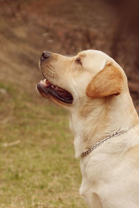 This English Labrador will have a broader head than is American Lab friends. English Labrador Retriever, Labrador Retriever Chocolate, Labrador Retriever Training, English Lab, English Labrador, Chocolate Labrador Retriever, Yellow Labrador Retriever, Popular Dog Breeds, Most Popular Dog Breeds