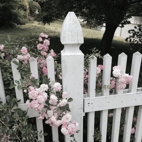 Karyn Dandridge (@coutureetfleurs) • Photos et vidéos Instagram White Picket Fence, Picket Fence, On The Top, Fence, Pink Flowers, The Top, We Heart It, Lost, Tumblr