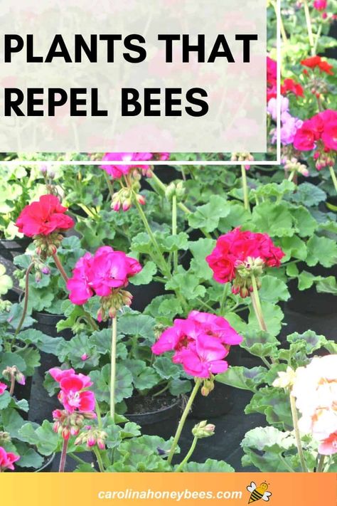 Bee Repellent Plants, Plants That Repel Bees And Wasps, Repel Bees And Wasps, Natural Bee Repellent, Climbing Flowers Trellis, Bee Repellent, Sweat Bees, Bee Friendly Flowers, Hanging Plants Outdoor