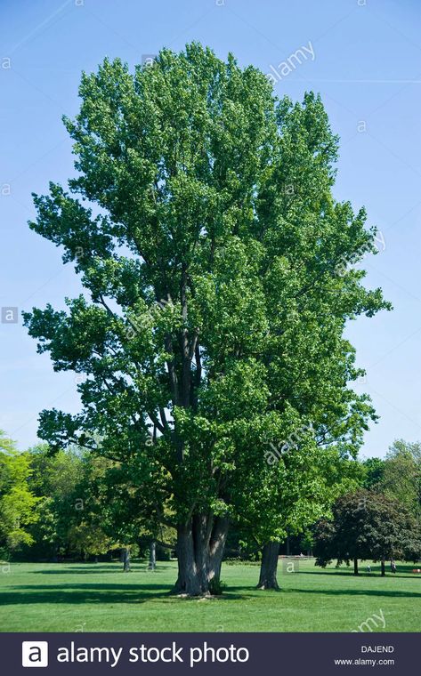 black poplar, balm of gilead, black cottonwood (Populus nigra), single tree in a park, Germany Stock Photo Balm Of Gilead, Cottonwood Tree, Island Tattoo, Single Tree, Farmhouse Garden, A Park, Outdoor Ideas, Trees And Shrubs, The Balm