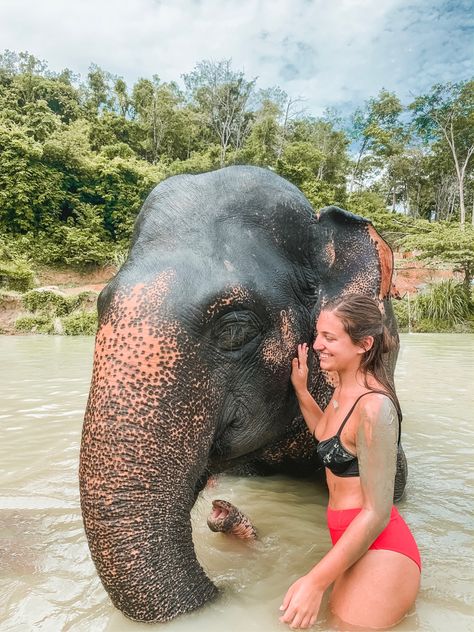 Chiang Mai Elephant, Travel Sri Lanka, Thailand Travel Destinations, Elephant Park, Thailand Elephants, Elephant Sanctuary, Sri Lanka Travel, Nepal Travel, Phuket Thailand