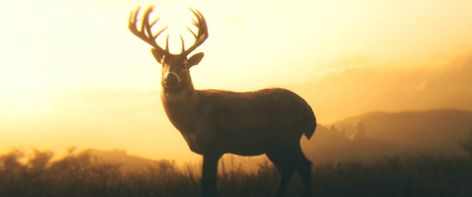 Red Dead Redemption 2 Stag Symbolism, Stag Tattoo, Deer Wallpaper, Read Dead, Red Dead Redemption Ii, Red Redemption 2, Character Arc, Arthur Morgan, Rdr 2