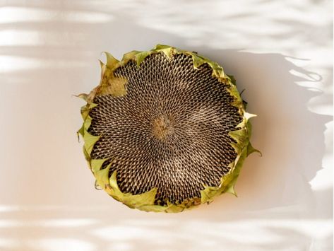 Sunflower Head Recipes: Cooking A Whole Sunflower Mini Greenhouse Ideas, Cooking Techniques Basic, Diy Mini Greenhouse, Gardening Herbs, Healthy Fruit Desserts, Breakfast Cocktails, Sunflower Head, Herbs Plants, Kitchen Guide