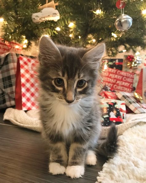 Christmas Kitten Cats On Christmas, Kitten Present, Cat Safe Christmas Tree, Cats In Christmas Trees, Cats At Christmas, Kittens Christmas, Images Of Cats, Christmas Kitties, Kitten Christmas